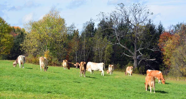 Cows Pasture Farm Animals Countryside — Φωτογραφία Αρχείου