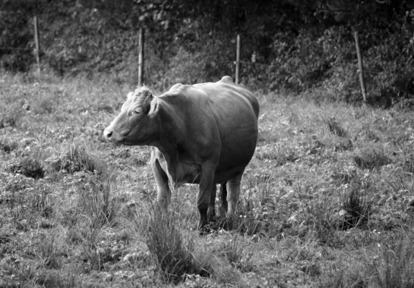 Cow Cattle Meadow — 图库照片