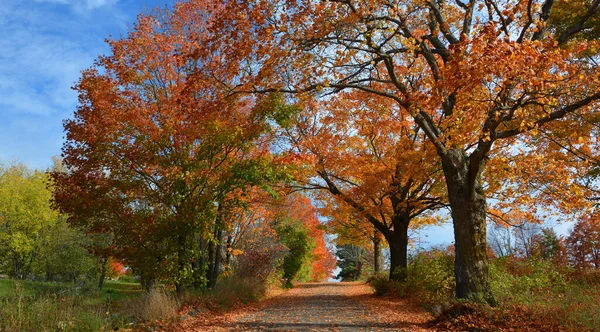Road Beautiful Autumn Park Nature — Zdjęcie stockowe