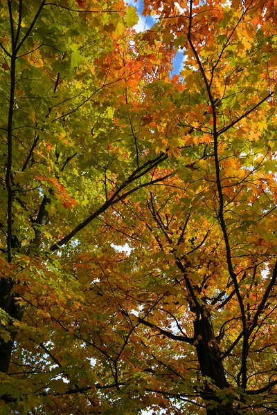Trees Beautiful Autumn Forest Nature — Foto de Stock