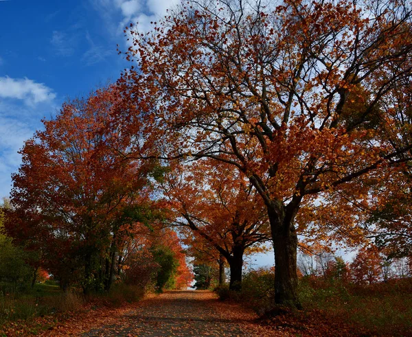 Trees Beautiful Autumn Forest Nature — Stock fotografie