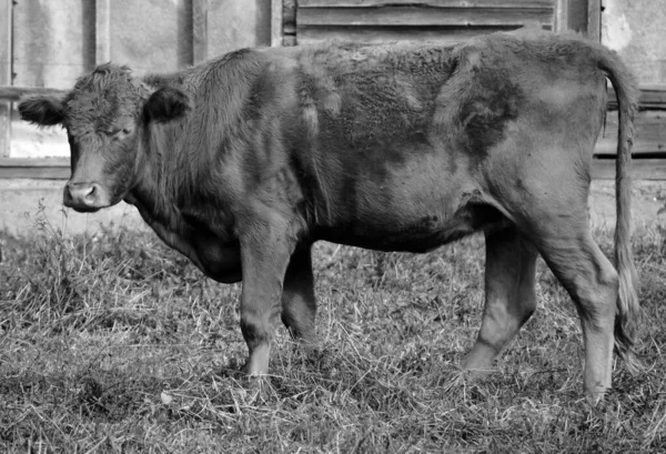 Cow Cattle Meadow — стоковое фото