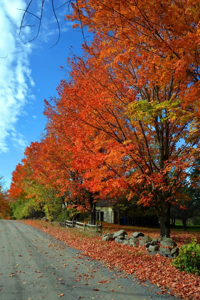 Road Beautiful Autumn Park Nature —  Fotos de Stock
