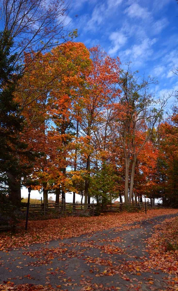 Road Beautiful Autumn Park Nature — Fotografia de Stock