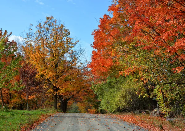 Road Beautiful Autumn Park Nature — Stock Photo, Image