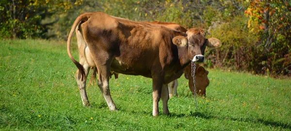 Cows Pasture Farm Animals Countryside — Stock Photo, Image