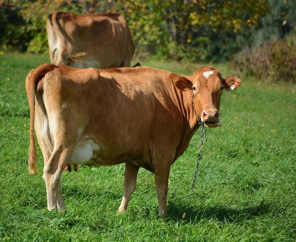 Cows Pasture Farm Animals Countryside — Φωτογραφία Αρχείου