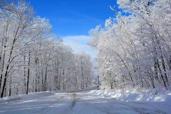 雪に覆われた木々の冬の風景 ロイヤリティフリーのストック写真