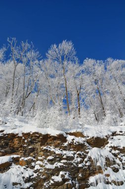 Karla kaplı ağaçları olan güzel bir manzara.