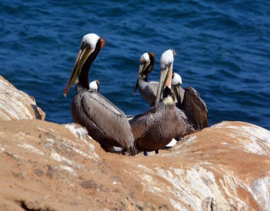 group of pelicans on the beach