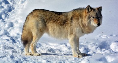 Kuzey Kutup Tilkisi (