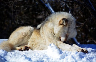 Kuzey Kutup Tilkisi (
