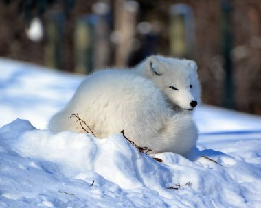 winter view of arctic fox (Vulpes lagopus), also known as the white, polar or snow fox, small fox native to the Arctic regions of the Northern Hemisphere and common throughout the Arctic tundra biome