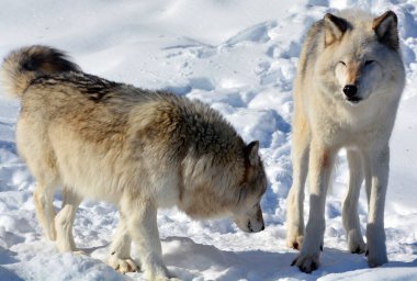 Kışın gri kurtlar, aynı zamanda kereste ya da batı kurtları, Avrasya ve Kuzey Amerika 'nın vahşi ve uzak bölgelerine özgü bir köpek türüdür.