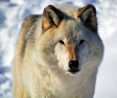 Kışlık gri kurtta (ayrıca kereste veya batı kurdu olarak da bilinir) Avrasya ve Kuzey Amerika 'nın vahşi ve uzak bölgelerine özgü bir köpek türüdür. Ailesinin en büyük üyesidir.