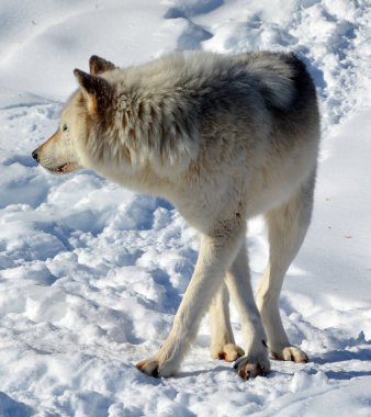 Kışlık gri kurtta (ayrıca kereste veya batı kurdu olarak da bilinir) Avrasya ve Kuzey Amerika 'nın vahşi ve uzak bölgelerine özgü bir köpek türüdür. Ailesinin en büyük üyesidir.
