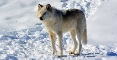 Kışlık gri kurtta (ayrıca kereste veya batı kurdu olarak da bilinir) Avrasya ve Kuzey Amerika 'nın vahşi ve uzak bölgelerine özgü bir köpek türüdür. Ailesinin en büyük üyesidir.
