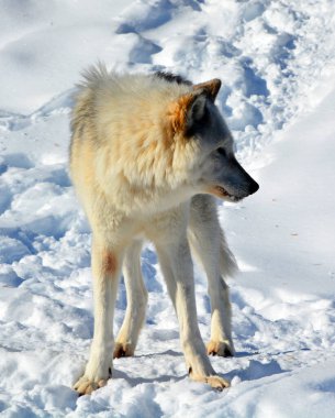 Kışlık gri kurtta (ayrıca kereste veya batı kurdu olarak da bilinir) Avrasya ve Kuzey Amerika 'nın vahşi ve uzak bölgelerine özgü bir köpek türüdür. Ailesinin en büyük üyesidir.