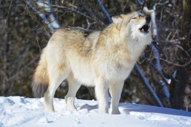 Kışlık gri kurtta (ayrıca kereste veya batı kurdu olarak da bilinir) Avrasya ve Kuzey Amerika 'nın vahşi ve uzak bölgelerine özgü bir köpek türüdür. Ailesinin en büyük üyesidir.