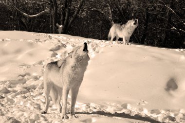 Güzel vahşi kurdun kış manzarasında yakın plan çekimi.