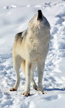 Kışlık gri kurtta (ayrıca kereste veya batı kurdu olarak da bilinir) Avrasya ve Kuzey Amerika 'nın vahşi ve uzak bölgelerine özgü bir köpek türüdür. Ailesinin en büyük üyesidir.