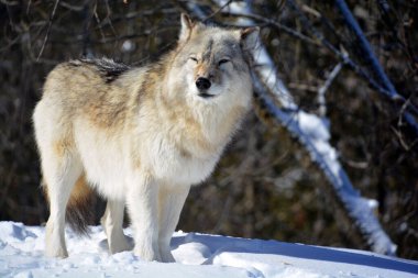 Kışlık gri kurtta (ayrıca kereste veya batı kurdu olarak da bilinir) Avrasya ve Kuzey Amerika 'nın vahşi ve uzak bölgelerine özgü bir köpek türüdür. Ailesinin en büyük üyesidir.