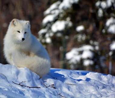 winter view of arctic fox (Vulpes lagopus), also known as the white, polar or snow fox, small fox native to the Arctic regions of the Northern Hemisphere and common throughout the Arctic tundra biome