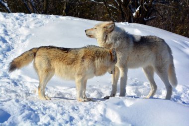 Kışın gri kurtlar, aynı zamanda kereste ya da batı kurtları, Avrasya ve Kuzey Amerika 'nın vahşi ve uzak bölgelerine özgü bir köpek türüdür.