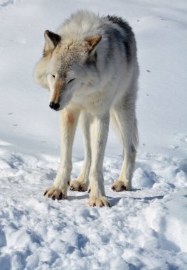 Kışlık gri kurtta (ayrıca kereste veya batı kurdu olarak da bilinir) Avrasya ve Kuzey Amerika 'nın vahşi ve uzak bölgelerine özgü bir köpek türüdür. Ailesinin en büyük üyesidir.