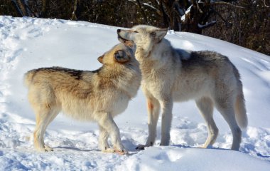 Kışın gri kurtlar, aynı zamanda kereste ya da batı kurtları, Avrasya ve Kuzey Amerika 'nın vahşi ve uzak bölgelerine özgü bir köpek türüdür.