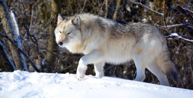 Kışlık gri kurtta (ayrıca kereste veya batı kurdu olarak da bilinir) Avrasya ve Kuzey Amerika 'nın vahşi ve uzak bölgelerine özgü bir köpek türüdür. Ailesinin en büyük üyesidir.