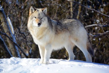Kışlık gri kurtta (ayrıca kereste veya batı kurdu olarak da bilinir) Avrasya ve Kuzey Amerika 'nın vahşi ve uzak bölgelerine özgü bir köpek türüdür. Ailesinin en büyük üyesidir.