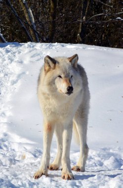 Kışlık gri kurtta (ayrıca kereste veya batı kurdu olarak da bilinir) Avrasya ve Kuzey Amerika 'nın vahşi ve uzak bölgelerine özgü bir köpek türüdür. Ailesinin en büyük üyesidir.