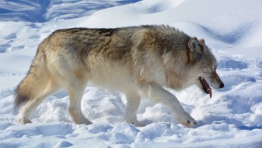 In winter gray wolf, also timber or western wolf is a canine native to the wilderness and remote areas of Eurasia and North America. It is the largest extant member of its family
