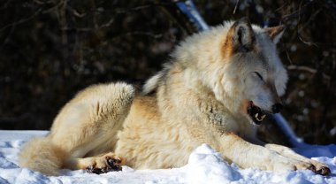 Kışlık gri kurtta (ayrıca kereste veya batı kurdu olarak da bilinir) Avrasya ve Kuzey Amerika 'nın vahşi ve uzak bölgelerine özgü bir köpek türüdür. Ailesinin en büyük üyesidir.