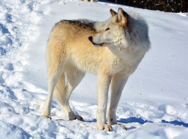 Kışlık gri kurtta (ayrıca kereste veya batı kurdu olarak da bilinir) Avrasya ve Kuzey Amerika 'nın vahşi ve uzak bölgelerine özgü bir köpek türüdür. Ailesinin en büyük üyesidir.