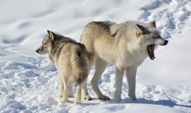 Kışın gri kurtlar, aynı zamanda kereste ya da batı kurtları, Avrasya ve Kuzey Amerika 'nın vahşi ve uzak bölgelerine özgü bir köpek türüdür.