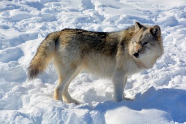 Kışlık gri kurtta (ayrıca kereste veya batı kurdu olarak da bilinir) Avrasya ve Kuzey Amerika 'nın vahşi ve uzak bölgelerine özgü bir köpek türüdür. Ailesinin en büyük üyesidir.