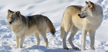 Kışın gri kurtlar, aynı zamanda kereste ya da batı kurtları, Avrasya ve Kuzey Amerika 'nın vahşi ve uzak bölgelerine özgü bir köpek türüdür.