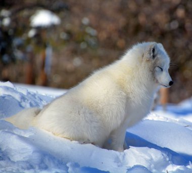 Kuzey Kutup Tilkisi (