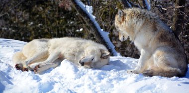 Kışın gri kurtlar, aynı zamanda kereste ya da batı kurtları, Avrasya ve Kuzey Amerika 'nın vahşi ve uzak bölgelerine özgü bir köpek türüdür.