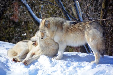 Kışın gri kurtlar, aynı zamanda kereste ya da batı kurtları, Avrasya ve Kuzey Amerika 'nın vahşi ve uzak bölgelerine özgü bir köpek türüdür.