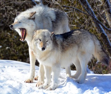 Kışın gri kurtlar, aynı zamanda kereste ya da batı kurtları, Avrasya ve Kuzey Amerika 'nın vahşi ve uzak bölgelerine özgü bir köpek türüdür.