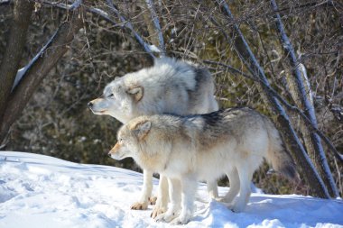 Kışın gri kurtlar, aynı zamanda kereste ya da batı kurtları, Avrasya ve Kuzey Amerika 'nın vahşi ve uzak bölgelerine özgü bir köpek türüdür.