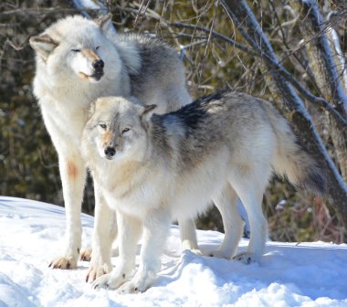 Kışın gri kurtlar, aynı zamanda kereste ya da batı kurtları, Avrasya ve Kuzey Amerika 'nın vahşi ve uzak bölgelerine özgü bir köpek türüdür.
