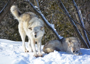 Kışın gri kurtlar, aynı zamanda kereste ya da batı kurtları, Avrasya ve Kuzey Amerika 'nın vahşi ve uzak bölgelerine özgü bir köpek türüdür.