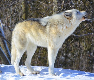 Kışlık gri kurtta (ayrıca kereste veya batı kurdu olarak da bilinir) Avrasya ve Kuzey Amerika 'nın vahşi ve uzak bölgelerine özgü bir köpek türüdür. Ailesinin en büyük üyesidir.