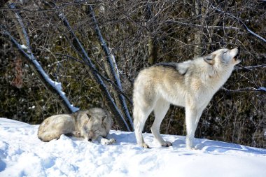 Kışın gri kurtlar, aynı zamanda kereste ya da batı kurtları, Avrasya ve Kuzey Amerika 'nın vahşi ve uzak bölgelerine özgü bir köpek türüdür.