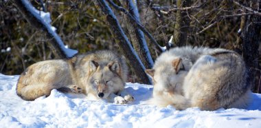 Kışın gri kurtlar, aynı zamanda kereste ya da batı kurtları, Avrasya ve Kuzey Amerika 'nın vahşi ve uzak bölgelerine özgü bir köpek türüdür.