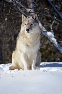 Kışlık gri kurtta (ayrıca kereste veya batı kurdu olarak da bilinir) Avrasya ve Kuzey Amerika 'nın vahşi ve uzak bölgelerine özgü bir köpek türüdür. Ailesinin en büyük üyesidir.